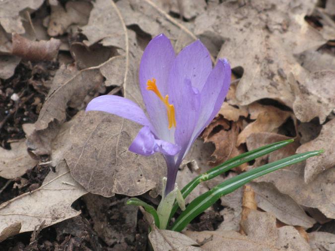 Crocus neapolitanus